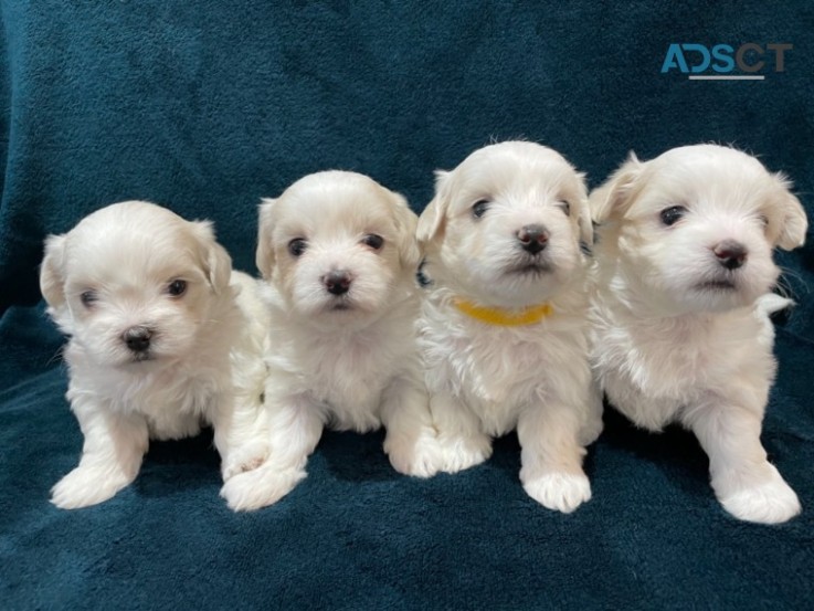 Super Adorable Teacup Maltese Puppies