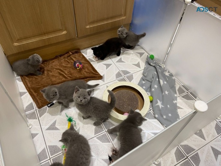 British Shorthair Kittens 