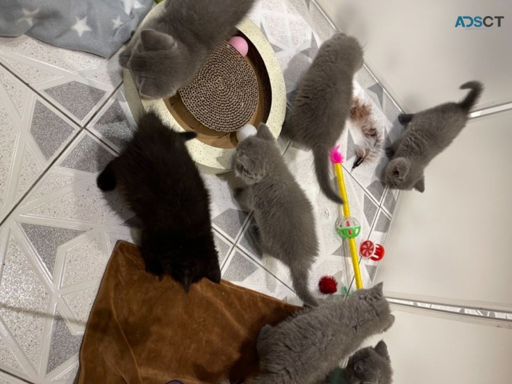 British Shorthair Kittens 