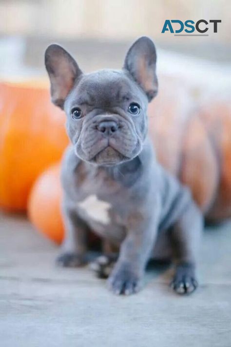 French Bulldog puppies for sale 