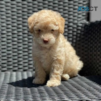 Male Maltipoo Puppy for sale