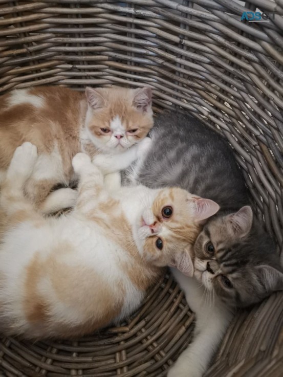  Exotic Shorthair Kittens 