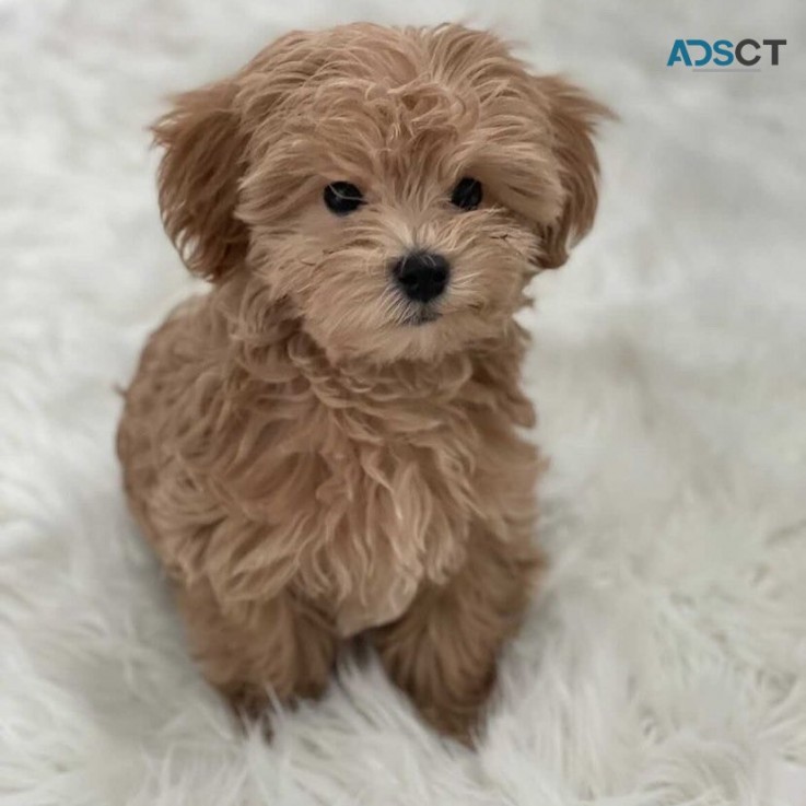 Cute Maltipoo Puppy  for sale 