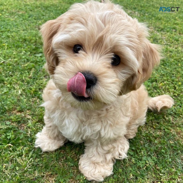 Maltipoo Puppies for sale