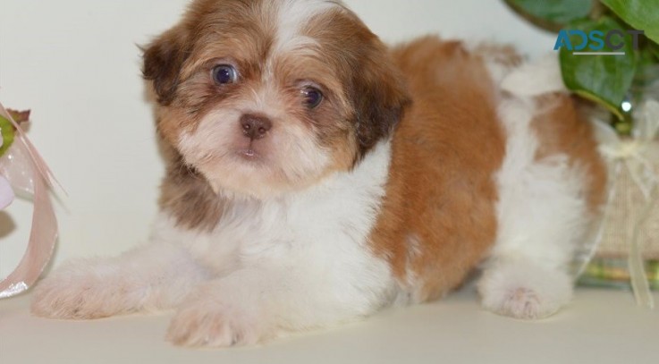 Adorable Shih Tzu Puppies For Sale