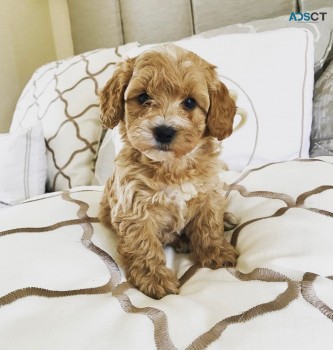 Adorable Maltipoo Puppy for sale 