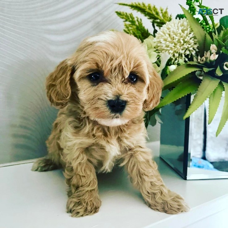 Maltipoo Puppies for Sale