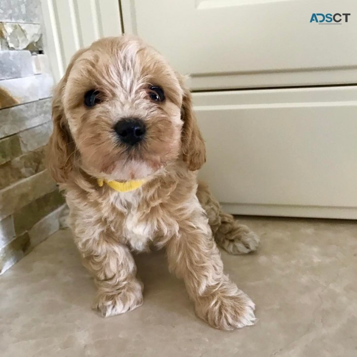 Adorable Maltipoo Puppy For Sale