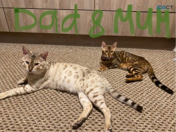 Stunning Pure Bengal Kittens