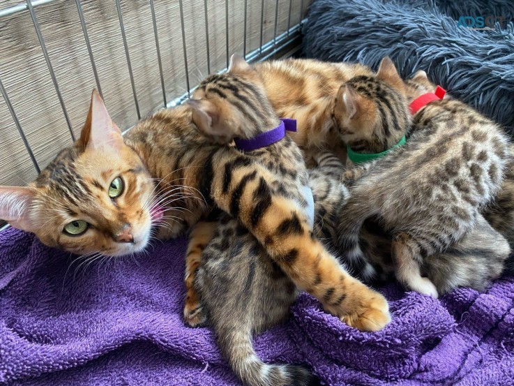 Stunning Pure Bengal Kittens