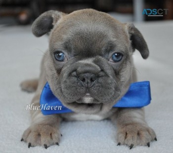 French Bulldog puppies for sale