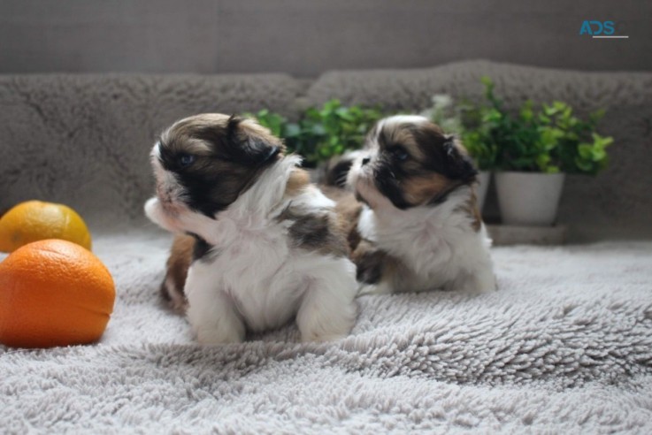 Gorgeous shih tzu puppies all ready