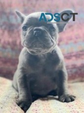 French Bulldog puppies for sale