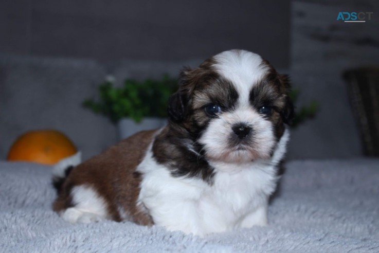 Family Rasied Shih Tzu foor sale 