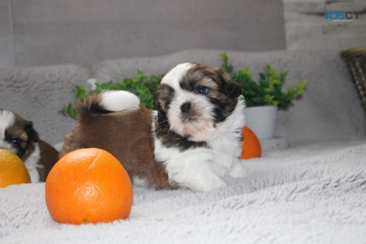 Beautiful Shih Tzu Puppies for sale 