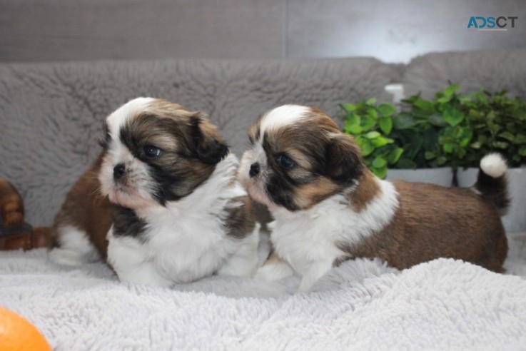 Beautiful Shih Tzu Puppies for sale 