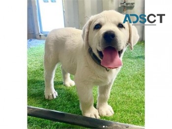 Labrador Retriever puppies for sale