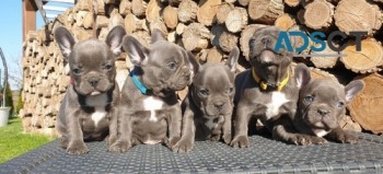 French Bulldog puppies for sale