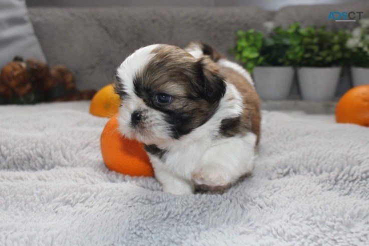 Shih Tzu Puppies for Sale