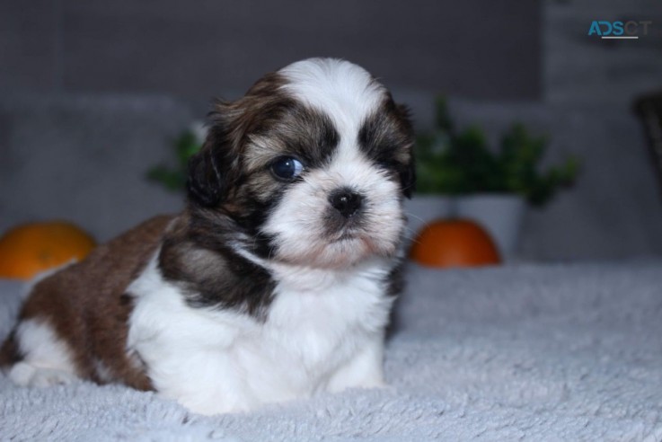 Shih-Tzu puppies for sale 