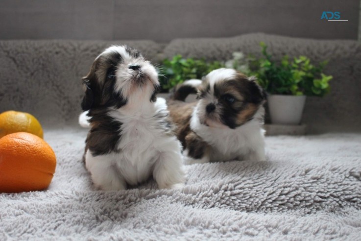 Very Playful Shih Tzu Puppies for Sale