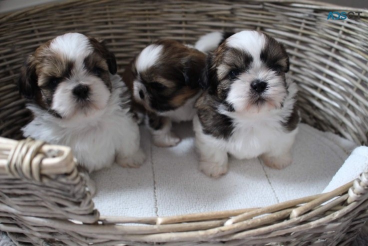 Very Playful Shih Tzu Puppies for Sale