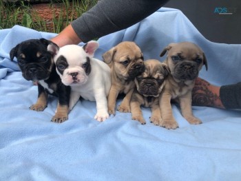 French Bulldog Puppy for sale 