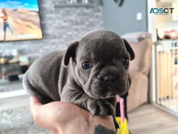 French Bulldog puppies for sale