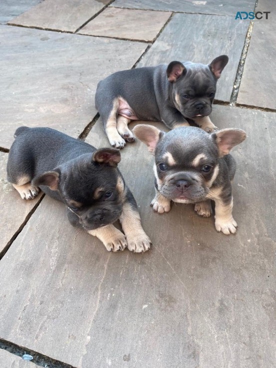 Excellent French Bulldog For Sale 