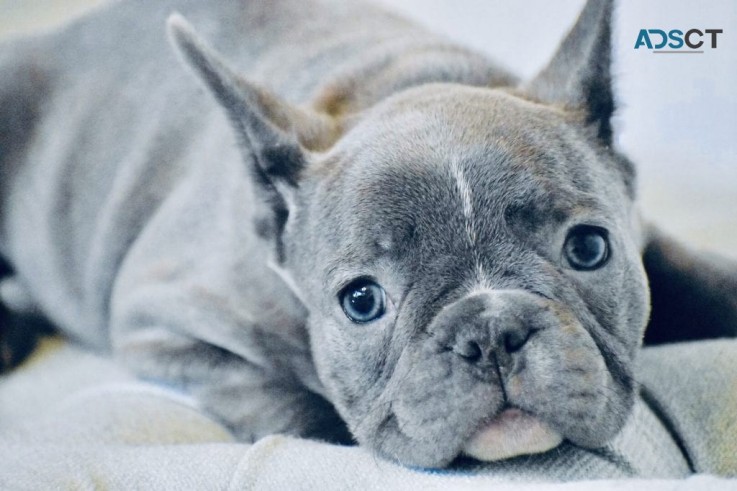 French Bulldog puppies for sale