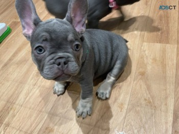 Well Trained French Bulldog Puppies 