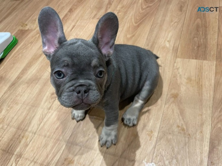 Well Trained French Bulldog Puppies 