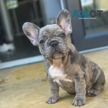 Super adorable AKC French Bulldog