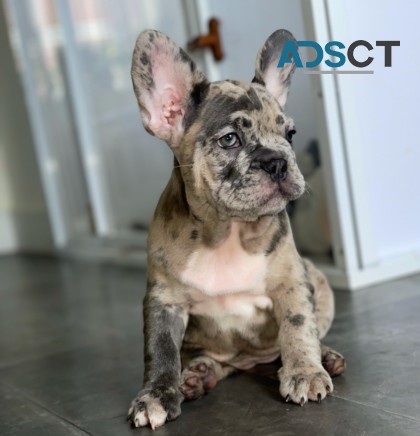 Super adorable AKC French Bulldog