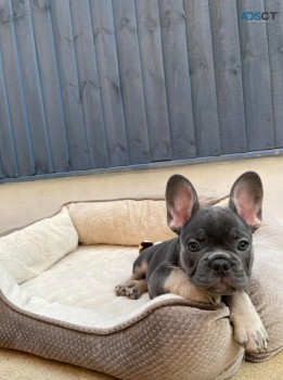 Adorable French Bulldogs for Adoption