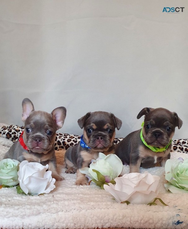  French Bulldog Puppies Available for sa