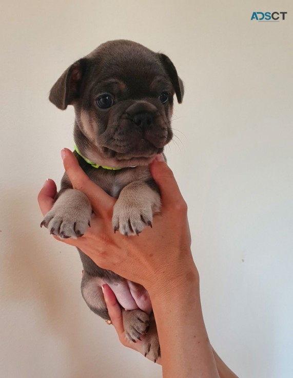 Amazing French Bulldogs Up for sale