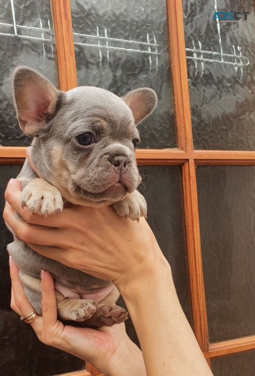 French Bulldog Puppies for sale