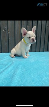 Beautiful French Bulldog Puppies Availab