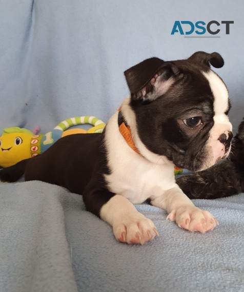 Lovely Boston Terrier puppy