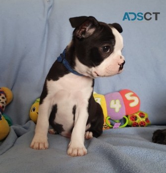 Very healthy and cute Boston Terrier pup