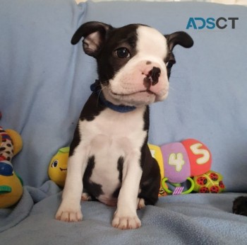 Beautiful Black brindle and white Boston