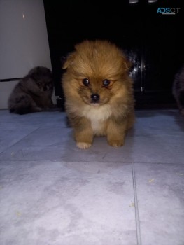 Pomsky Puppies Available for sale 