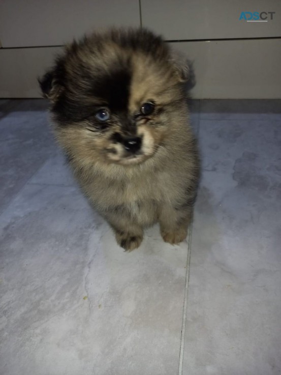 Pomsky Puppies Available for sale 