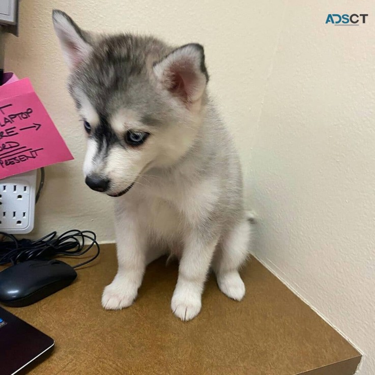 Pomsky Puppies Available for sale 