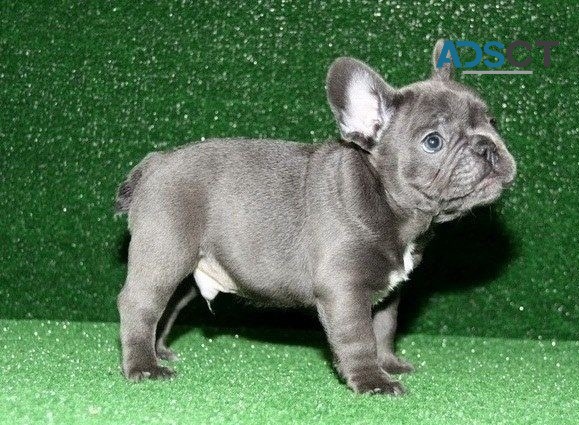 French Bulldog puppies for sale