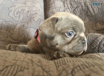 French Bulldog puppies for sale