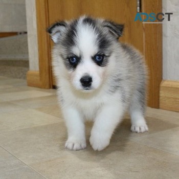 Pomsky Puppies Available for sale 