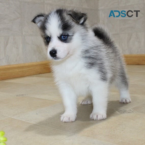 Pomsky Puppies Available for sale 