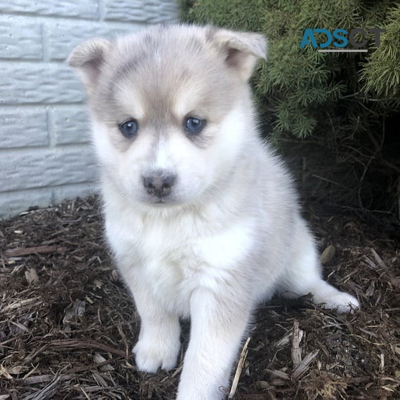 Pomsky Puppies Available for sale 